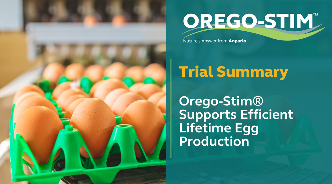 Trial Summary - Orego-Stim® Supports Efficient Lifetime Egg Production