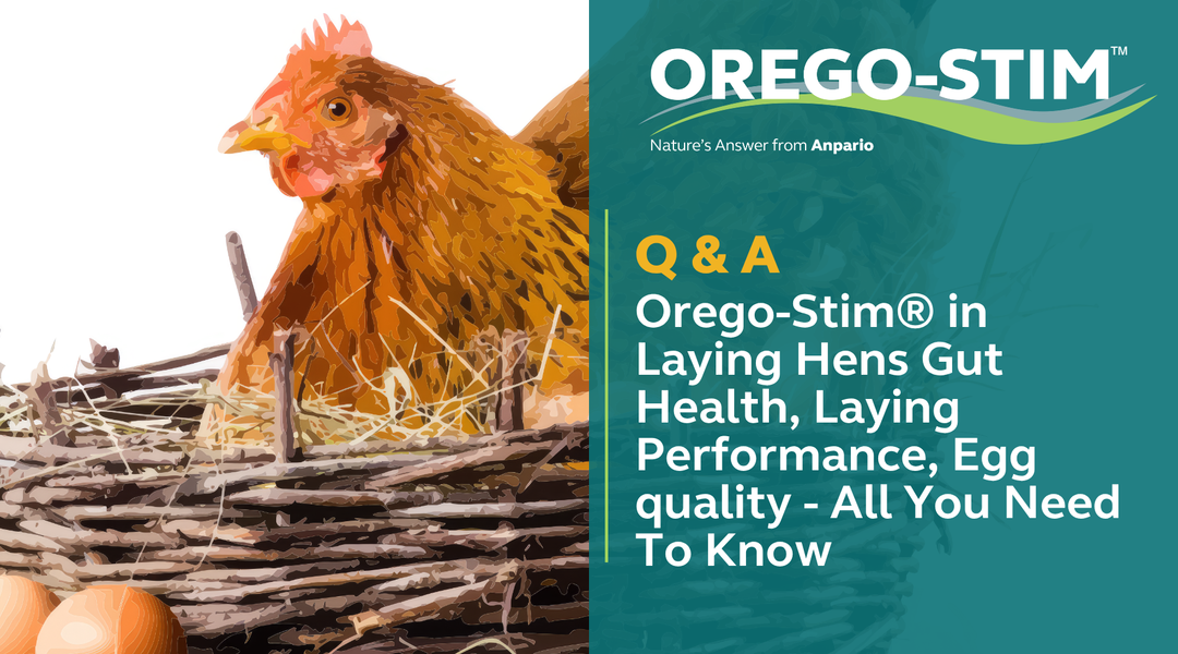 Q&A: Orego-Stim® in Laying Hens Gut Health, Laying Performance, Egg quality - All You Need To Know