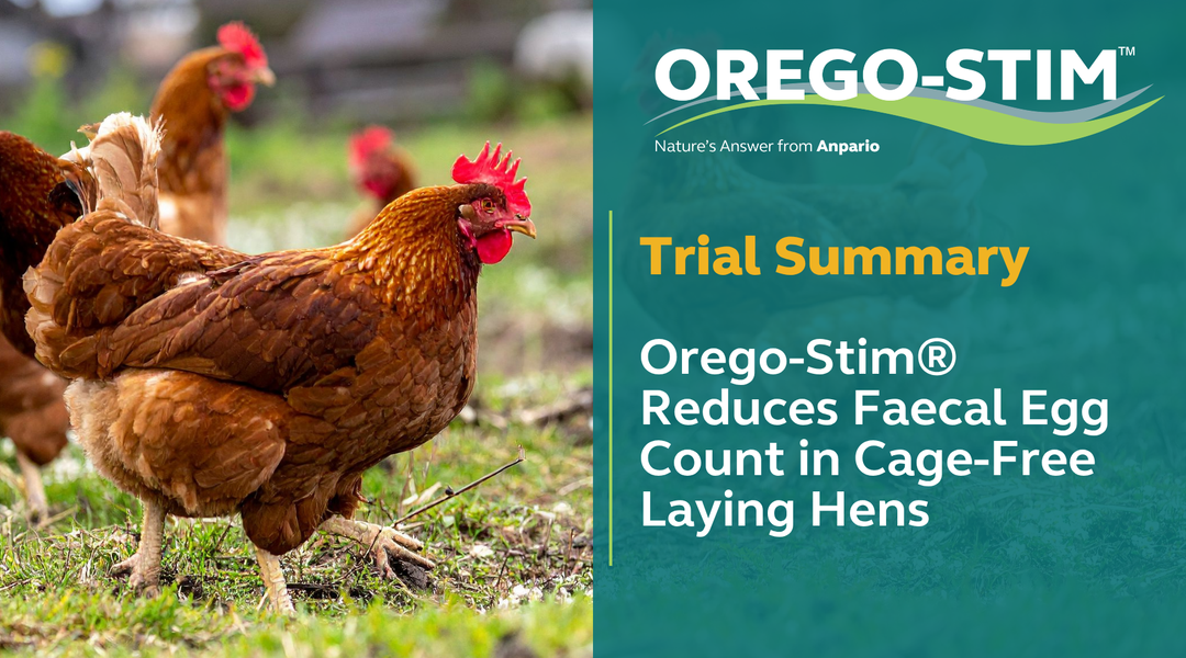 Trial Summary - Orego-Stim® Reduces Faecal Egg Count in Cage-Free Laying Hens