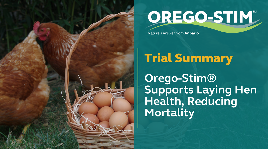 Trial Summary - Orego-Stim® Supports Laying Hen Health, Reducing Mortality