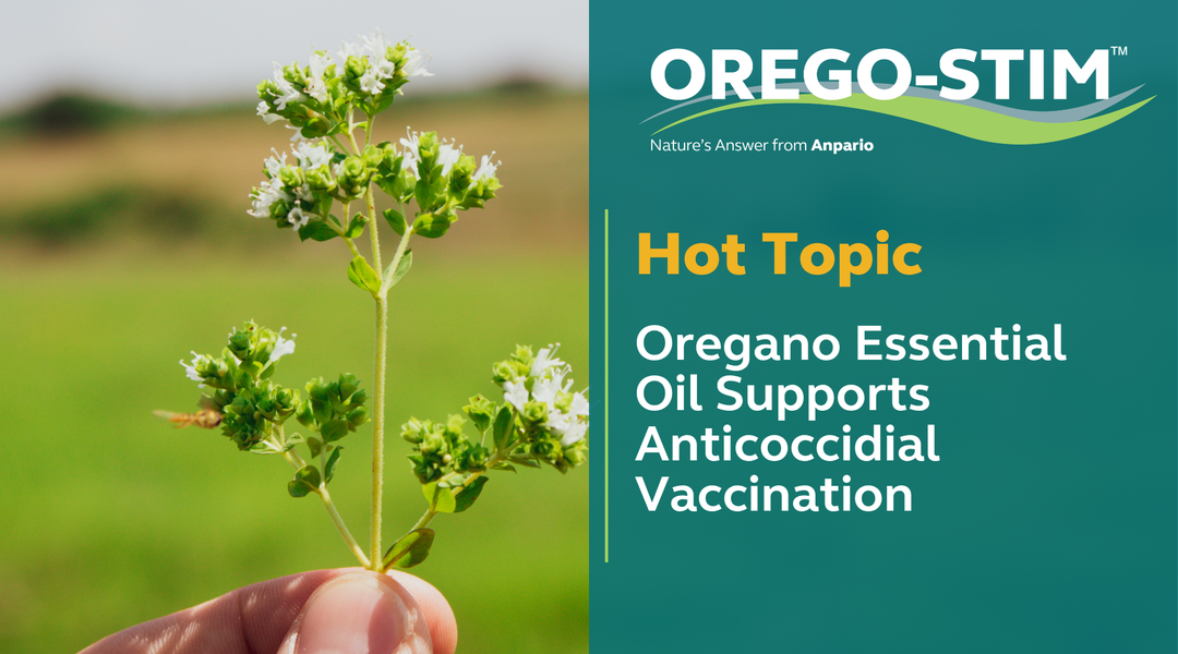 Hot Topic - Oregano Essential Oil Supports Anticoccidial Vaccination