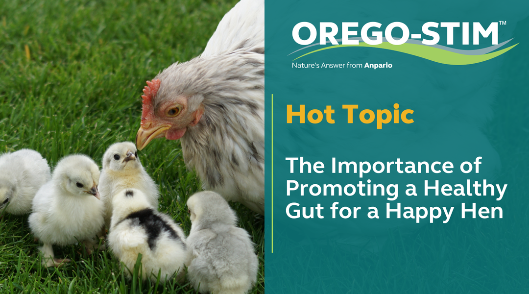 Hot Topic - The Importance of Promoting a Healthy Gut for a Happy Hen