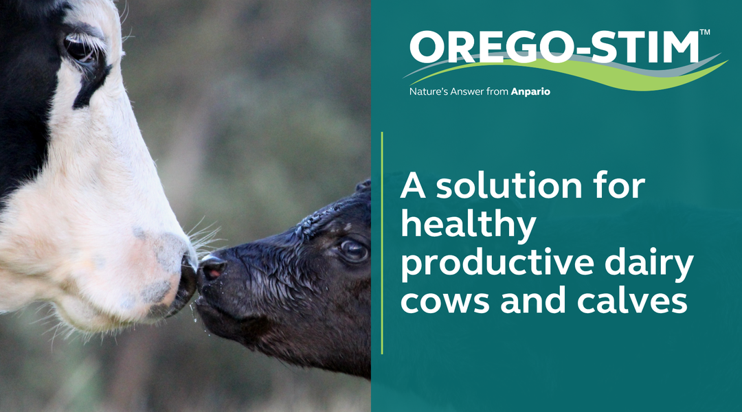 A solution for healthy productive dairy cows and calves