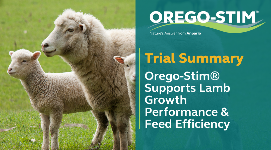 Trial Summary Orego-Stim® Supports Lamb Growth Performance &amp; Feed Efficiency </h1>