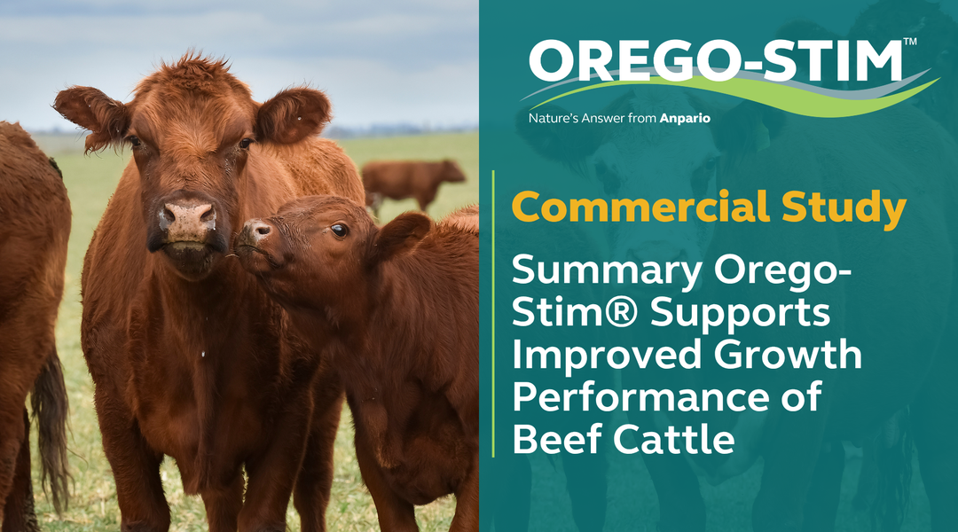 Commercial Study Summary Orego-Stim® Supports Improved Growth Performance of Beef Cattle