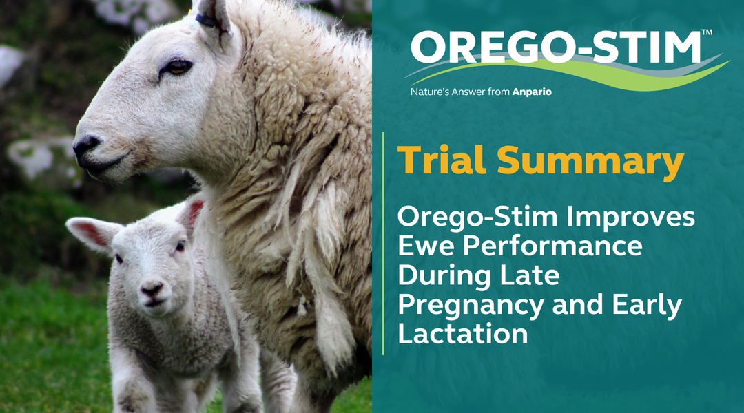 Trial Summary - Orego-Stim Improves Ewe Performance During Late Pregnancy and Early Lactation