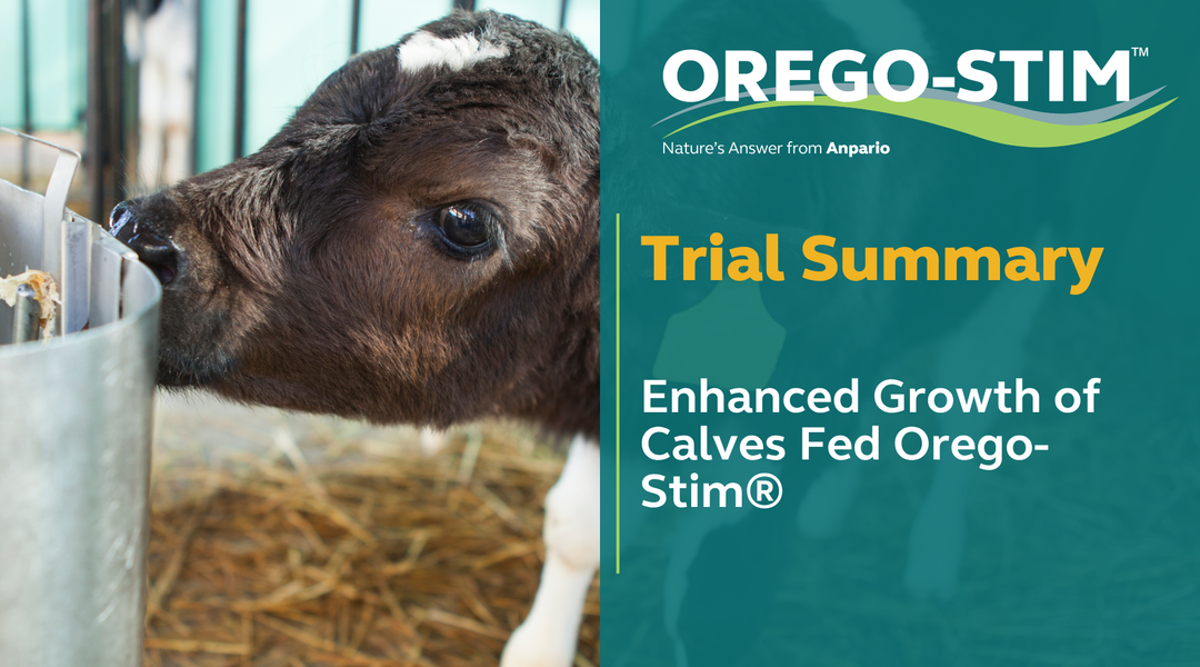 Trial Summary - Enhanced Growth of Calves Fed Orego-Stim®