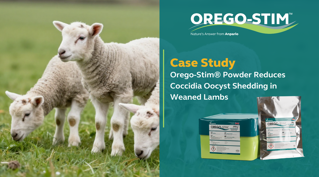 Case Study Orego-Stim® Powder Reduces Coccidia Oocyst Shedding in Weaned Lambs