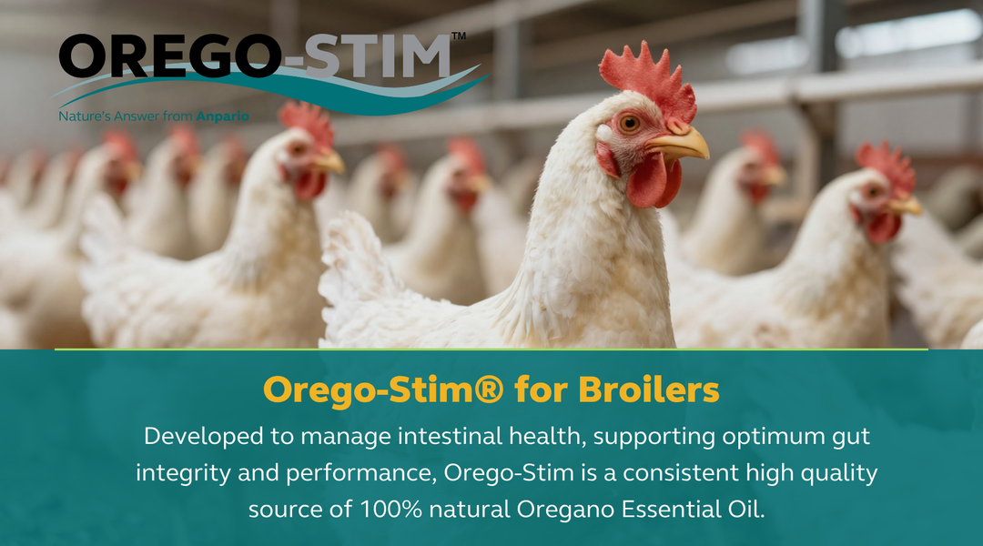 Orego-Stim® for Broilers