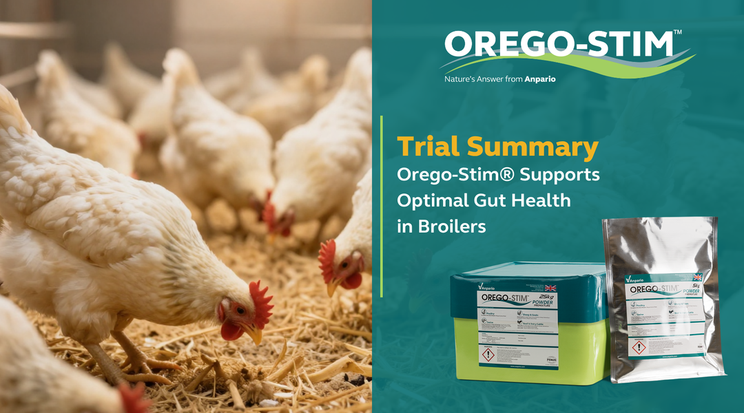 Trial Summary - Orego-Stim® Supports Optimal Gut Health in Broilers
