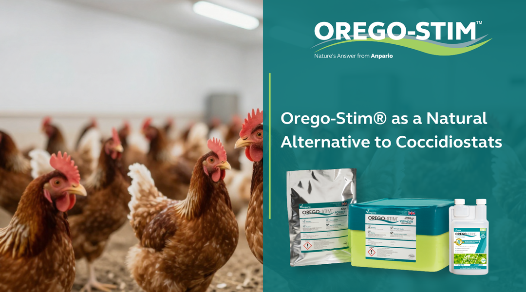 Orego-Stim® as a Natural Alternative to Coccidiostats