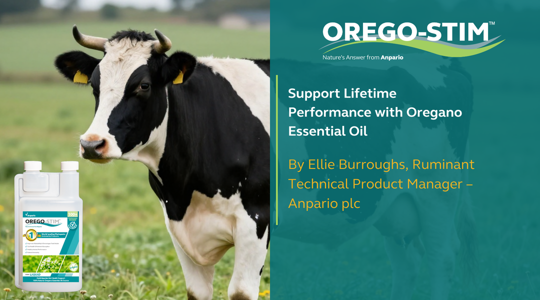 Support Lifetime Performance with Oregano Essential Oil