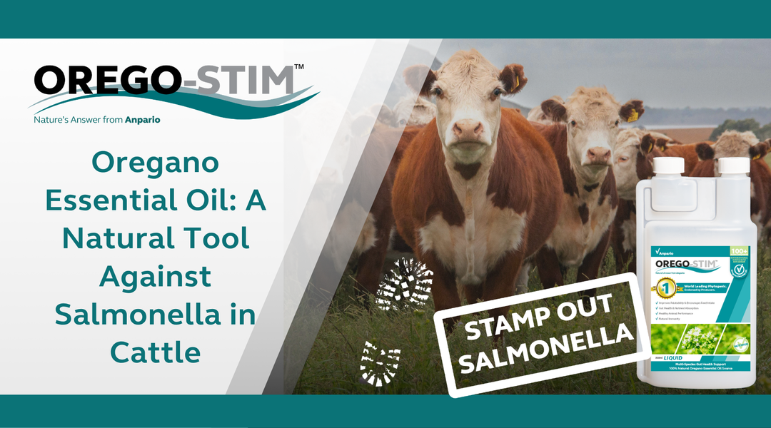 OREGANO ESSENTIAL OIL ANTIBACTERIAL EFFICACY AGAINST SALMONELLA SPECIES AFFECTING CATTLE