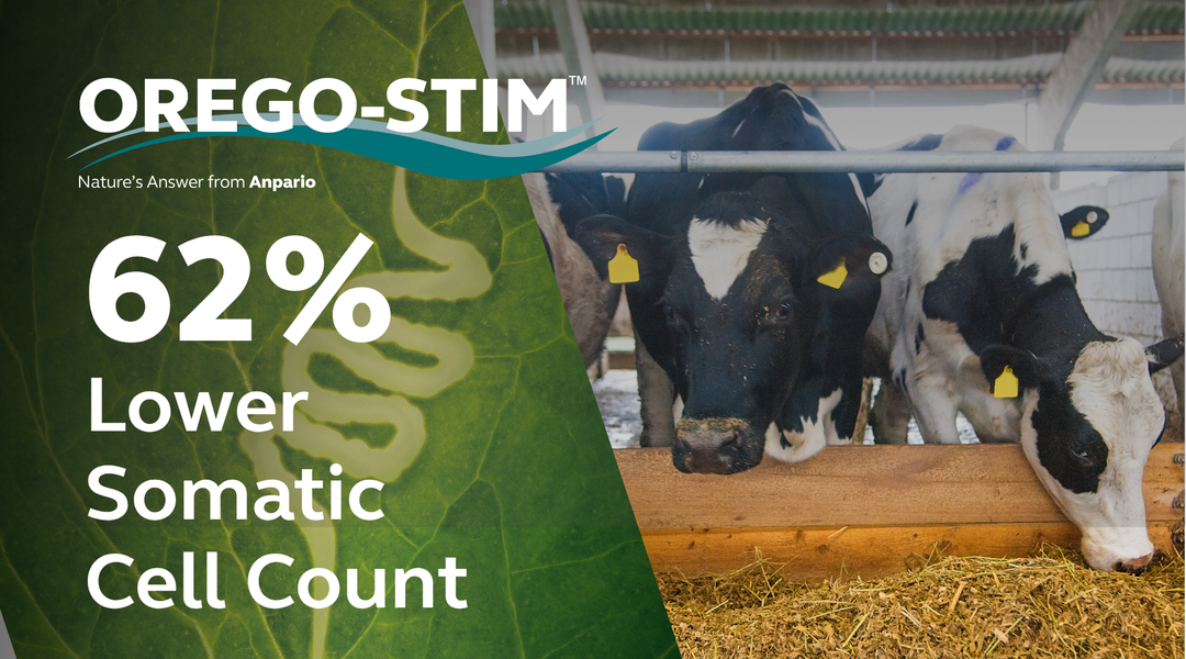 THE EFFECT OF OREGO-STIM ON THE ANTIOXIDANT STATUS OF TRANSITION DAIRY COWS