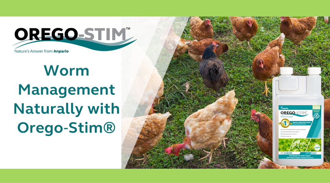 Worm Management with Orego-Stim