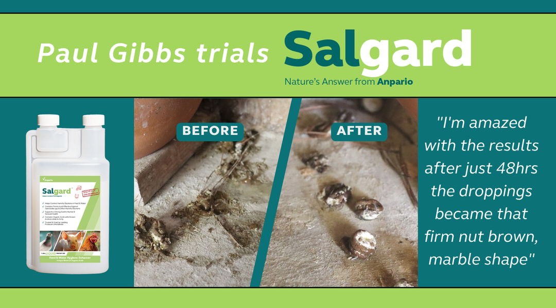 Paul Gibbs talks about Salgard Liquid