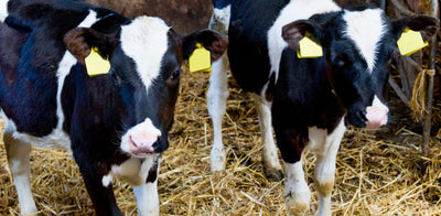 Trial Summary - Enhanced Growth of Calves Fed Orego-Stim®