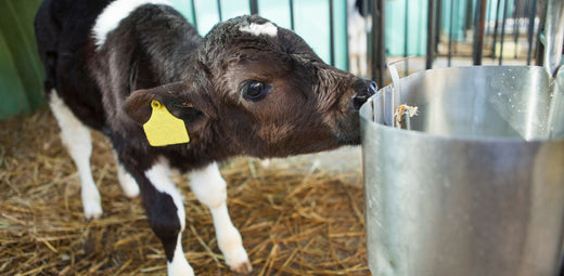 Trial Summary - The Effect of Orego-Stim® on Cryptosporidia in Calves