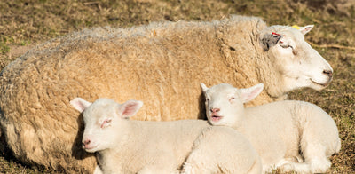 Trial Summary - Orego-Stim Improves Ewe Performance During Late Pregnancy and Early Lactation