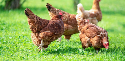 Trail Summary - Orego-Stim® Reduces Faecal Egg Count in Cage-Free Laying Hens