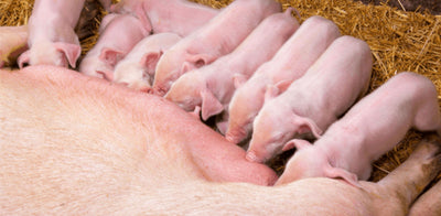 Technical Tip - Spotting Mycotoxin Issues in the Breeding Sow