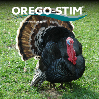 Trial Summary – Orego-Stim Supports Performance in Turkeys During Coccidial Challenge