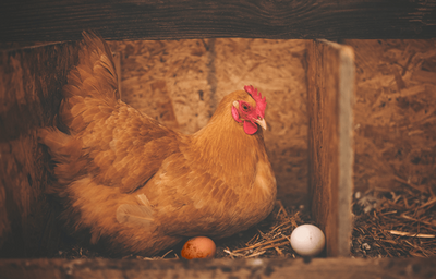 Q&A: Orego-Stim® in Laying Hens Gut Health, Laying Performance, Egg quality - All You Need To Know
