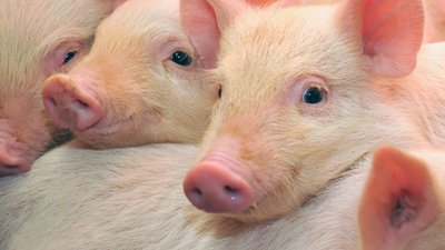 Orego-Stim® Helps to Support the Sow and her Progeny in the Absence of Zinc Oxide