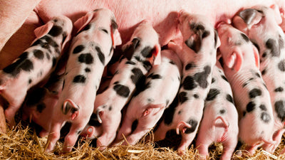 Trial Summary - Orego-Stim® Improves Number of Piglets Weaned Through Maternal Feeding
