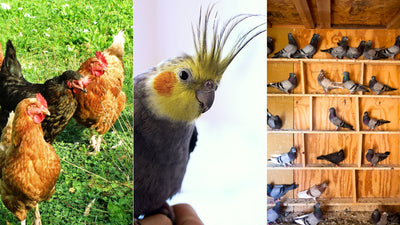 Products for Avian Poultry and Pigeon