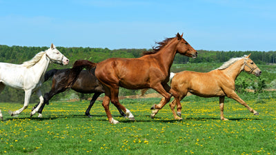 Products for Equine