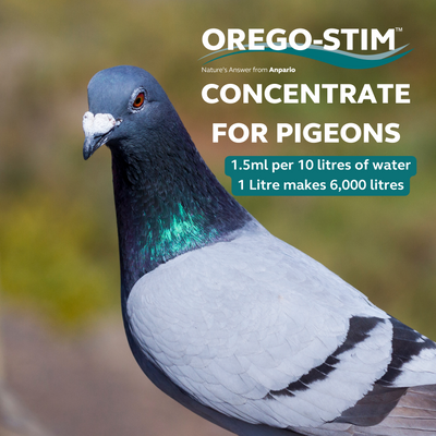 Orego-Stim Liquid 1L - Concentrate for Pigeons
