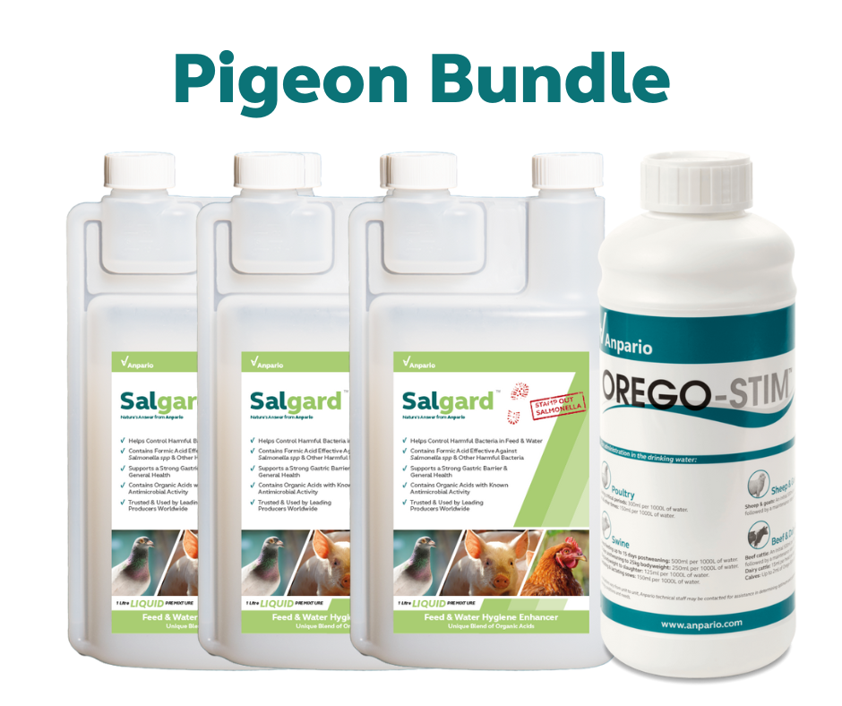 Pigeon Flyers Bundle
