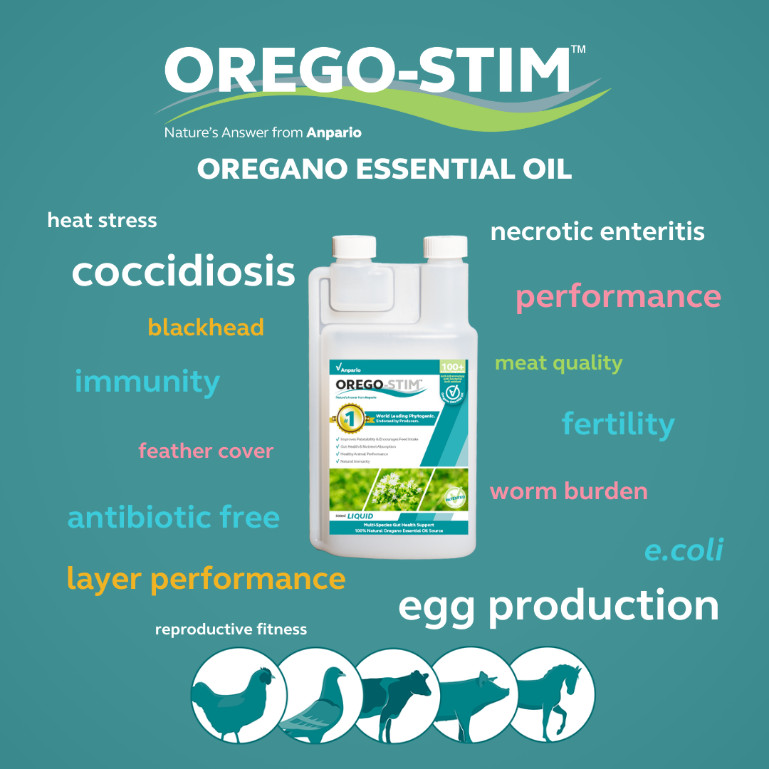 Orego-Stim Liquid - Concentrate for Pigeons