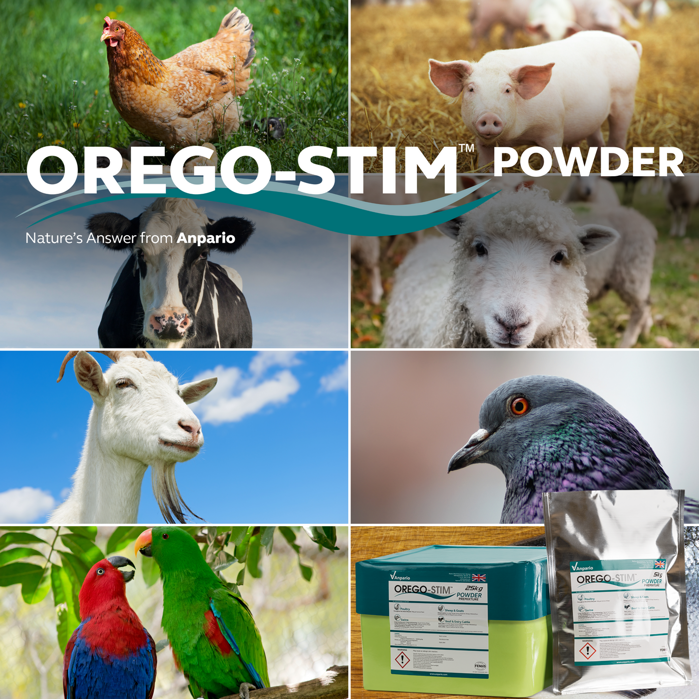 Orego-Stim Powder