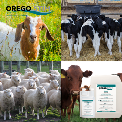 Orego-Stim Liquid for Livestock